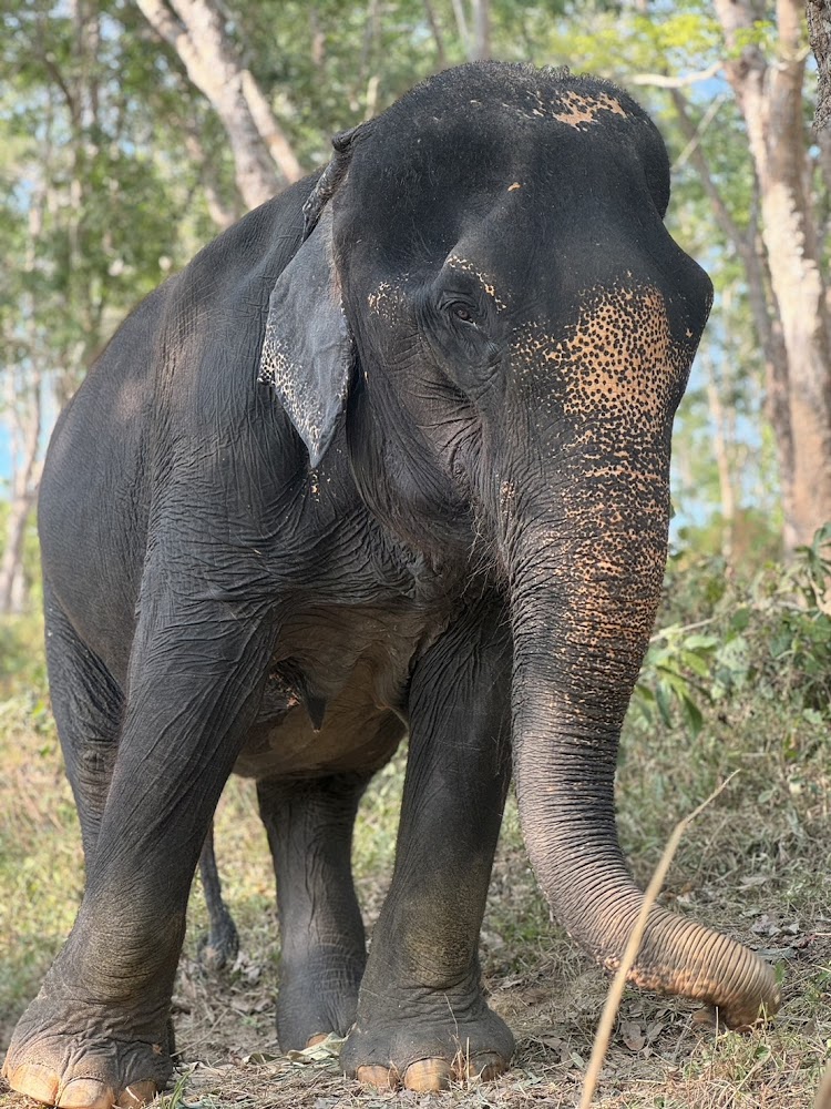 Sauy the elephant at Phuket Elephant Park